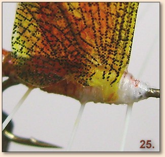 Step 25