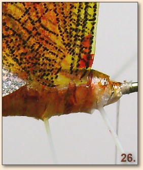 Step 26