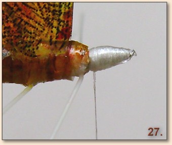 Step 27