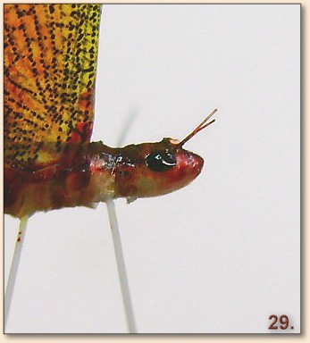 Step 29