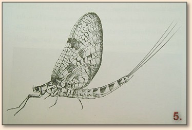 Step 5