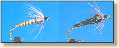 Biot Emerger