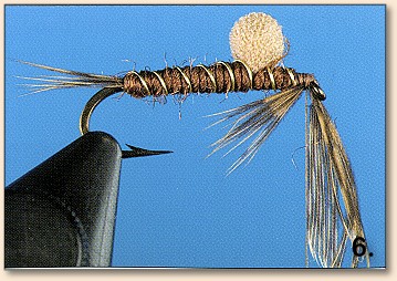 Step 6
