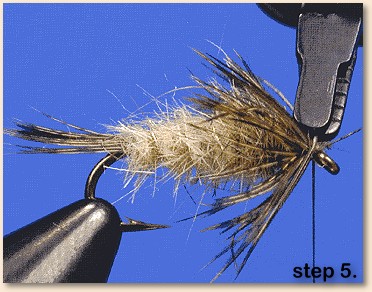 step 5