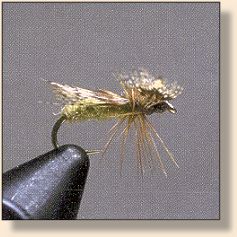 Quad Wing Spent Caddis