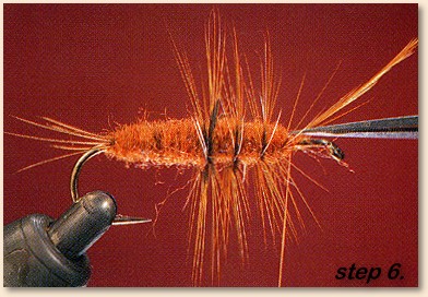 Step 6