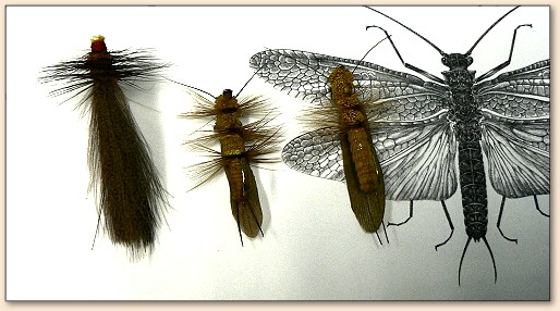 About the Fly