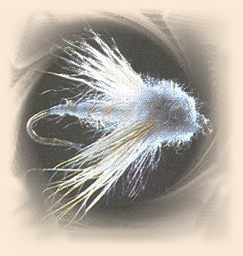 White Deer Hair Moth
