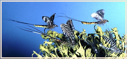Extended Body Mayflies