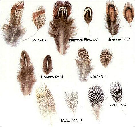 Feather Options
