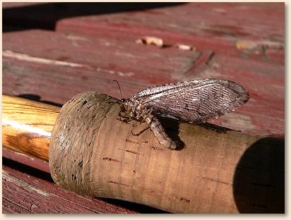 Natural Caddis