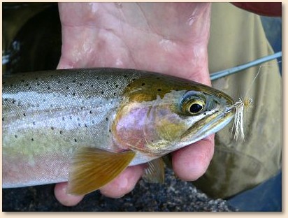 Cutthroat and fly