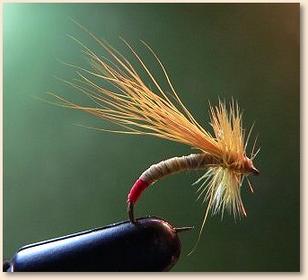 Yellower Sally