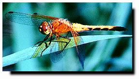 Dragon Fly