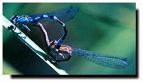 Sexual Damselflies