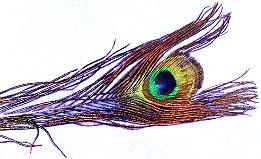 Peacock Feather
