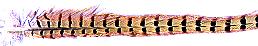 Pheasant Tail Feather