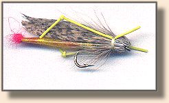 Grasshopper