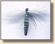 Hornet or Wasp