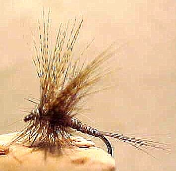 Quill Gordon