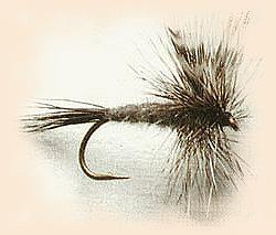 Moose Mane Adams