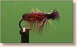 Brown Peacock Beetle