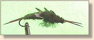 Stonefly