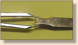 Sizing Wing Case Section