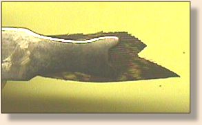 Turkey Flat Strip placed in Template