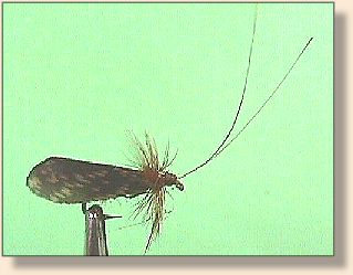 Caddis Fly