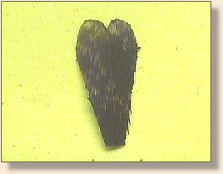 Caddisfly Wing