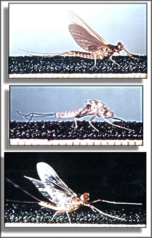 Top to bottom, Dun, Shuck and Spinner all Hendricksons