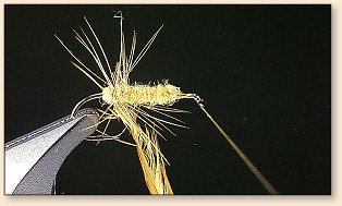 First turn of hackle