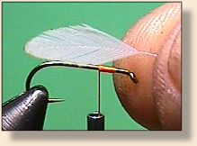Wing Length