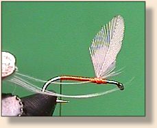 Tail Length