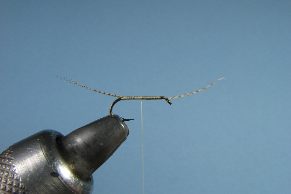 Tail