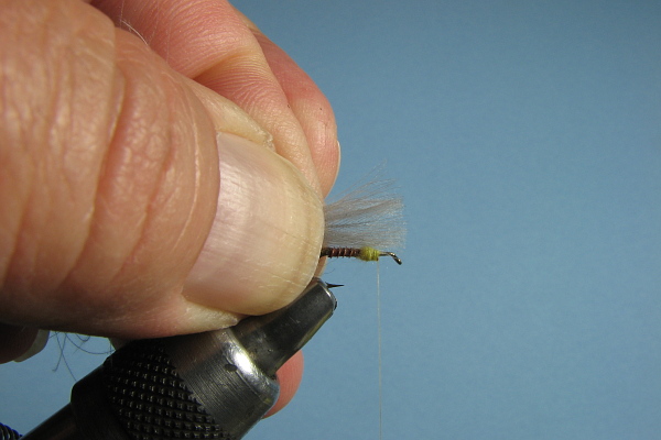 Measure the wing
