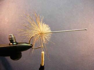 the Christmas Tree Fly
