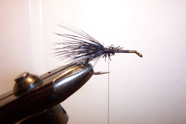 Fly of the week - GGC
