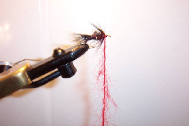 Fly of the week - GGC