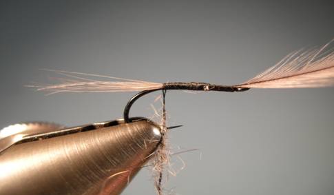 Fly of the week - Gray squirrel and dun flymph