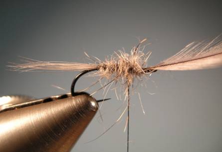 Fly of the week - Gray squirrel and dun flymph