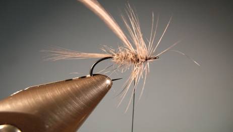 Fly of the week - Gray squirrel and dun flymph