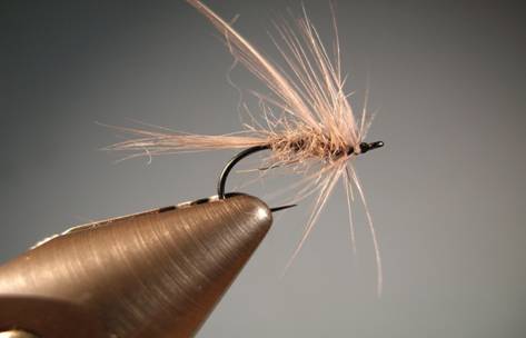 Fly of the week - Gray squirrel and dun flymph