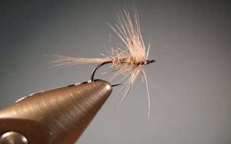 Fly of the week - Gray squirrel and dun flymph