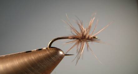 Baillies Spiders - Fly of the Week