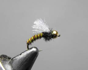 fly of the week - December 28, 2009