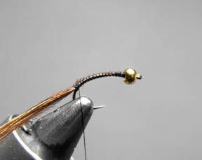fly of the week - December 28, 2009