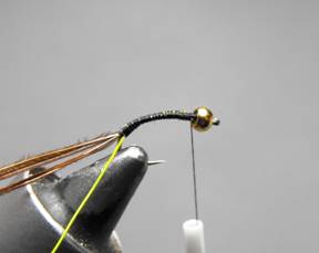 fly of the week - December 28, 2009