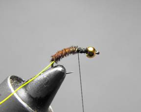 fly of the week - December 28, 2009